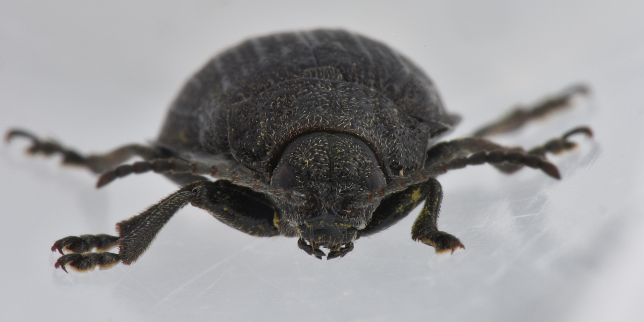 Chrysomelidae: Galeruca tanaceti